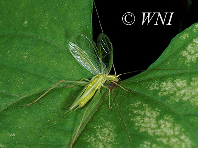 Four-spotted Tree Cricket (Oecanthus quadripunctatus)